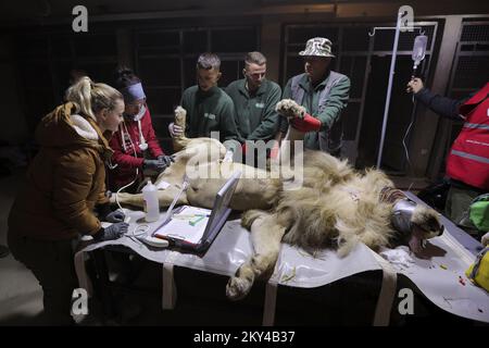 A lion is checked by veterinaries from the Reaserch Institute of of Wildlife Ecology and local staff members at the Four Paws Bear Sanctuary in Mramor, Kosovo, 25 September 2022. Lion was rescued from a private restaurant in the village of Stancic, in eastern Kosovo Photo: VALDRIN XHEMAJ/PIXSELL  Stock Photo