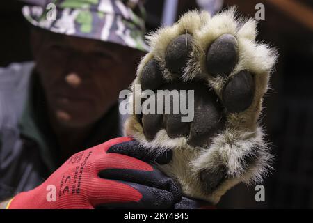 A lion is checked by veterinaries from the Reaserch Institute of of Wildlife Ecology and local staff members at the Four Paws Bear Sanctuary in Mramor, Kosovo, 25 September 2022. Lion was rescued from a private restaurant in the village of Stancic, in eastern Kosovo Photo: VALDRIN XHEMAJ/PIXSELL  Stock Photo