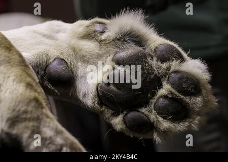 A lion is checked by veterinaries from the Reaserch Institute of of Wildlife Ecology and local staff members at the Four Paws Bear Sanctuary in Mramor, Kosovo, 25 September 2022. Lion was rescued from a private restaurant in the village of Stancic, in eastern Kosovo Photo: VALDRIN XHEMAJ/PIXSELL  Stock Photo