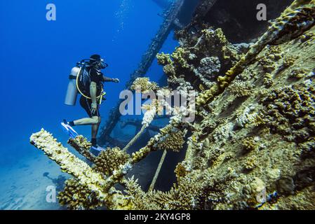 Scuba diver exploring the interior of a submerged wreck of Giannis D on September 30, 2022 in Hurghada, Red Sea, Egypt. In April 1983, Giannis D was loaded with lumber in Rijeka, Croatia, destined for Saudi Arabia and Yemen. The ship passed through the Mediterranean and through the Suez Canal. On 19 April 1983, it was approaching the Gobal Strait at full speed when it was seen to suddenly veer off course and crash heavily into the northwest corner of the Sha'ab Abu Nuhas ridge. The crew abandoned the ship and were safely rescued. The submerged wreck of Giannis D is located at a depth of 4 to 2 Stock Photo