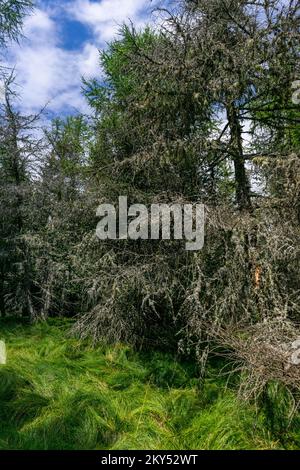 Lichen growing all over spruces Stock Photo