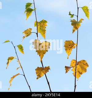 Leaves of a young silver birch tree glowing butter yellow to gold colour in Autumn Stock Photo