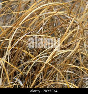 Perennial grass glowing in winter sunlight in the wilds of Cannock Chase heathland Staffordshire in January Stock Photo
