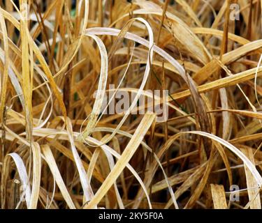 Perennial grass turned to straw coloured golden leaves in winter on the heathland wilderness of Cannock Chase heathland Staffordshire in January Stock Photo