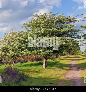 May blossom on Hawthorn trees Cannock Chase Country Park AONB (area of outstanding natural beauty) in Staffordshire England UK Stock Photo