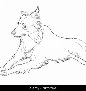 Illustration of a one-line minimalistic doodle sketch of a border collie dog on a plain white background, a simple drawing suitable for a coloring boo Stock Photo