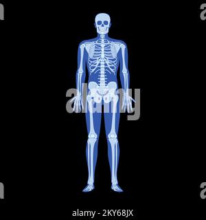 X-Ray Skeleton Human body - hands, legs, chests, heads, vertebra, pelvis, Bones adult people roentgen front view. 3D realistic flat blue color concept Vector illustration of medical anatomy isolated Stock Vector