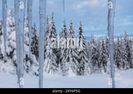 Icicles hanging from above on the background of a spruce forest. Idyllic winter wallpaper. Stock Photo