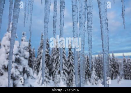 Icicles hanging from above on the background of a spruce forest. Idyllic winter wallpaper. Stock Photo