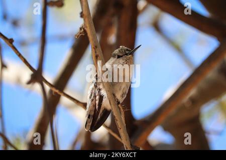 Female Anna's hummingbird or Calypte anna perching on a branch at the Riparian water ranch in Arizona. Stock Photo