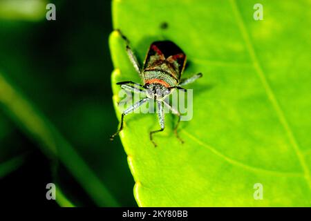 Swan plant seed bug (Arocatus rusticus) Stock Photo