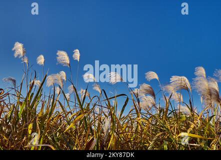 Foxtail plant at Tokyo Showa Kinen Koen during dusk on a blue sky background Stock Photo