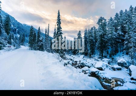 A snow covered access road next to a creek in the BC backcountry Stock Photo