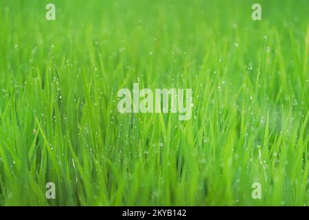 Morning Dew Drops on Green Grass Leafs closeup shot, Green Grass and Dew Drops,Green juicy grass close-up. Background of green young grass. Green gras Stock Photo