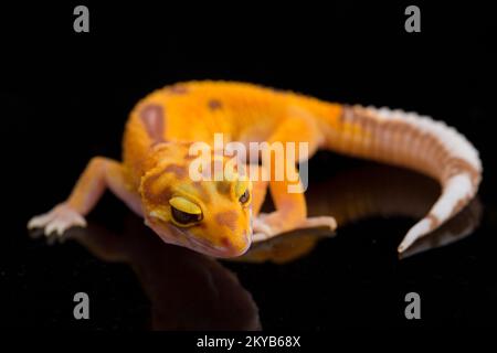 Leopard gecko, Eublepharis macularius, tremper albino isolated on black background Stock Photo