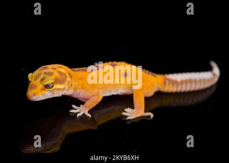 Leopard gecko, Eublepharis macularius, tremper albino isolated on black background Stock Photo