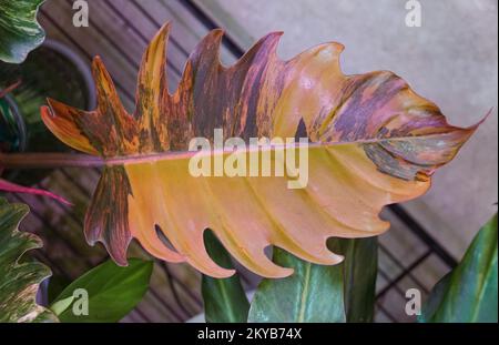 Stunning variegated leaf of Philodendron Caramel Marble, a rare tropical plant Stock Photo