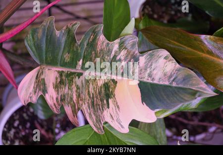 Stunning variegated leaf of Philodendron Caramel Marble Stock Photo