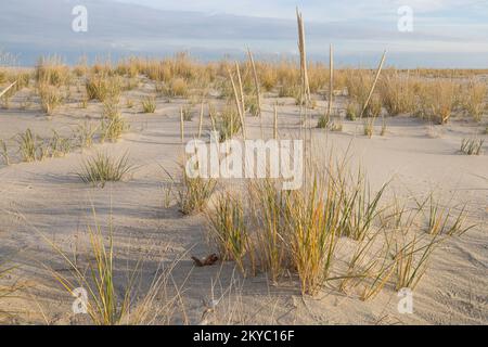 Ammophila breviligulata Stock Photo