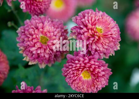 red dahlia flower isolated close up nature background Stock Photo