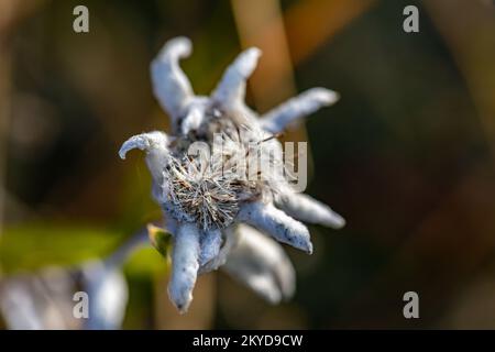 Leontopodium nivale flower growing in mountains, close up Stock Photo