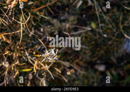 Leontopodium nivale flower growing in mountains, close up Stock Photo