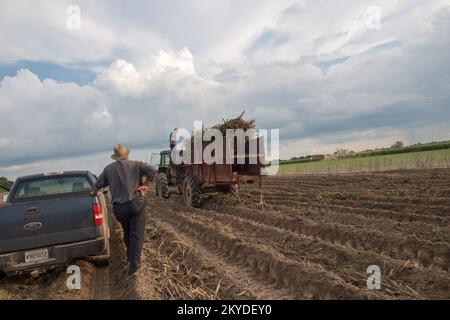 Farmer Ricky 'Possum' Roussel (left) of Roussel Farm's checks in on his son's progress planting sugarcane on the acres of land that were formally soybean crops before the 2016 severe flooding in Louisiana killed them. Possum lost nearly 500 acres of soybean due to the flood, but he's made use of the remains by shredding the unharvested crops and using them as a compost while planting the new sugarcane.. Louisiana Severe Storms and Flooding. Photographs Relating to Disasters and Emergency Management Programs, Activities, and Officials Stock Photo