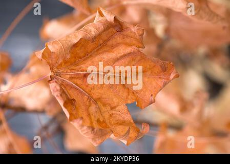 Withered leaf of Norway maple (Acer platanoides), Bavaria, Germany Stock Photo