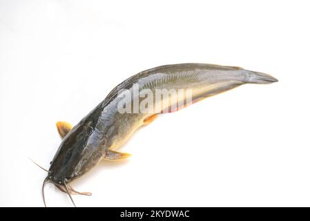 catfish isolated on white background, fresh raw catfish freshwater fish, catfish for cooking food fish Stock Photo