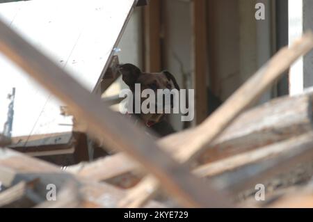 Hurricane Katrina, Biloxi, Miss., September 3, 2005 -- Dogs stand in debris outside their damaged homes in Biloxi, Miss. Hurricane Katrina caused extensive damage on the Mississippi gulf coast. Stock Photo