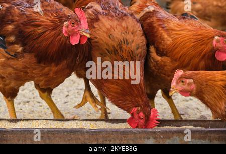 free range organic Hens rooster chickens eating grain feed tray country farm Stock Photo