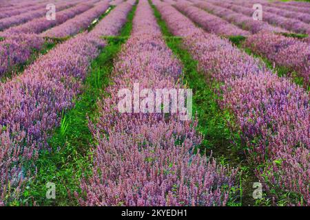 beautiful scenery of Mesona(Chinese Mesona) flowers plantation,many purple with brown flowers blooming in the field at a sunny day Stock Photo