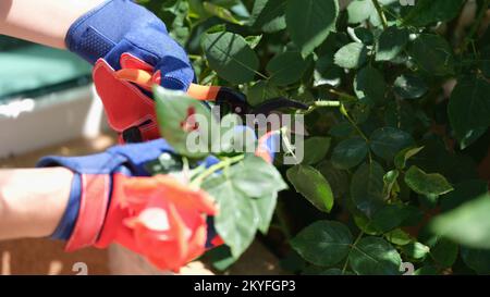 Gardener in gloves cuts branches of bush with garden pruner. Stock Photo