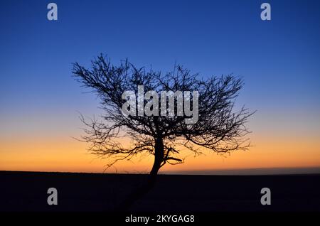 Lonely Tree in Sunset colorfull Dark Sky Silhouette mirabib Stock Photo ...