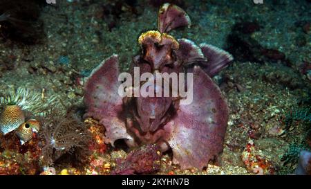 Purple paddleflap rhinopias scorpionfish - Rhinopias eschmeyeri Stock Photo
