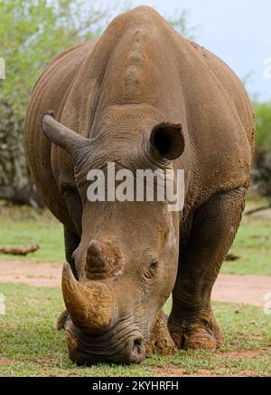 A white rhino , rhinoceros grazing in an open field in South Africa Stock Photo