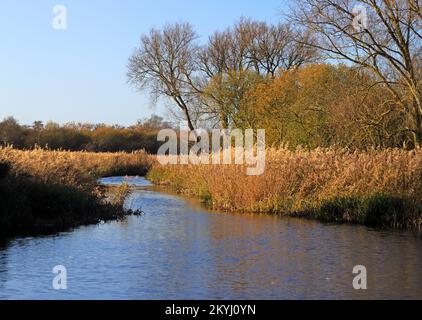 A dyke leading off from the River Ant on the Norfolk Broads into reed beds at Irstead in autumn opposite How Hill, Ludham, Norfolk, England, UK. Stock Photo