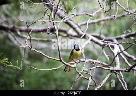 Birding in the Rio Grande Valley of South Texas Stock Photo