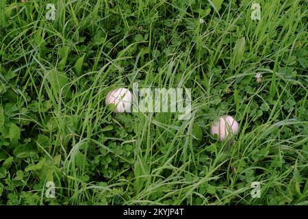 two mushrooms in meadow of Serbia, Kamena Gora Stock Photo