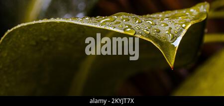 Abstract blurry backgrounds of color grading leaf isolated on black background Stock Photo