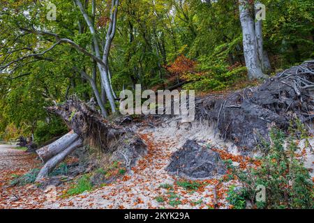 Edge of the forest coastal landscape of the Baltic Sea, hill slope with sand beneath soil, exposed tree roots and fallen autumn leaves in Gdynia, nort Stock Photo