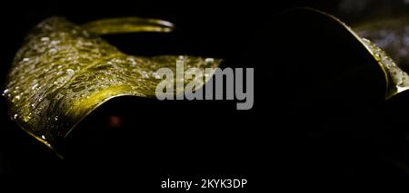 Abstract blurry backgrounds of color grading leaf isolated on black background Stock Photo