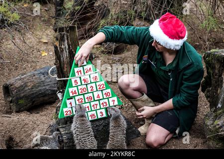 London, UK. 30th Nov, 2022. Meerkats seen enjoying advent calendar themed enrichment items as part of ZSL London Zoo's Christmas photocall. Credit: SOPA Images Limited/Alamy Live News Stock Photo