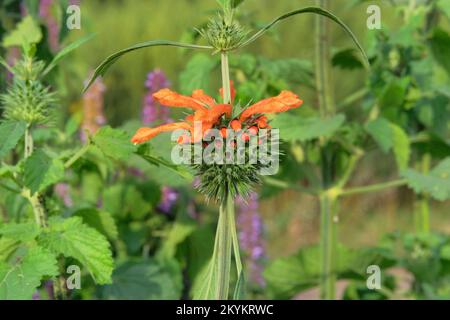 Leonotis leonurus. Summer flowers on blurred background of green grass. Lions ear of orange color. Stock Photo