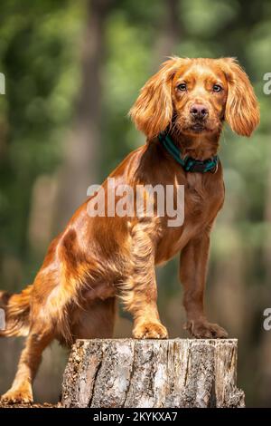 Working cocker spaniel puppy standing on a tree stump in a forest portrait Stock Photo