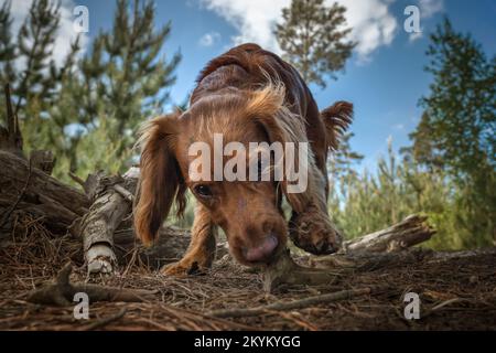 Working cocker spaniel puppy close up in a forest sniffing the ground Stock Photo