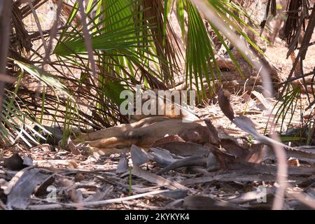 A lion sleeps in the shade in the midday heat in Nyerere national park Stock Photo