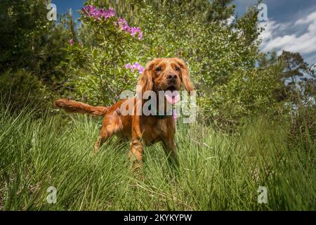 Working cocker spaniel puppy close up in a field by the forest with tongue out Stock Photo