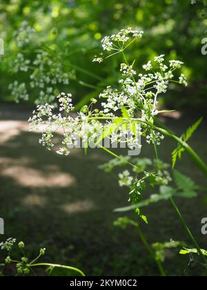 Wild cow parsley (Anthriscus sylvestris) flowers in a shaft of sunlight in a wood in Spring Stock Photo