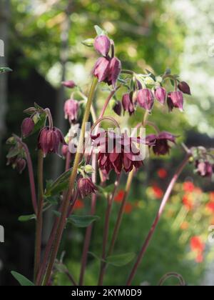 Close up of Aquilegia vulgaris var. stellata 'Ruby Port' flowers in sunlight Stock Photo